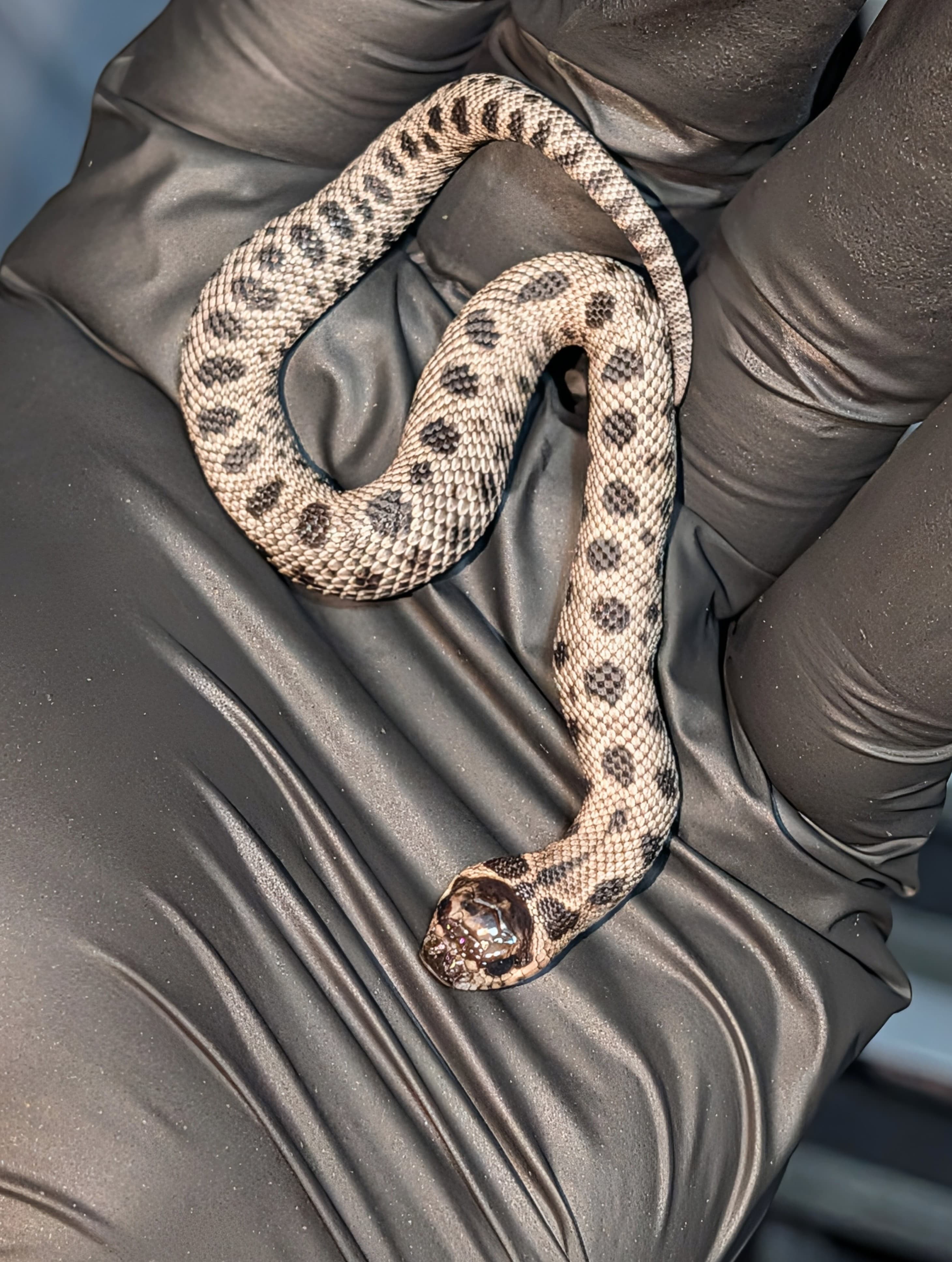Superarctic Anaconda — Hatchling Super Arctic Conda