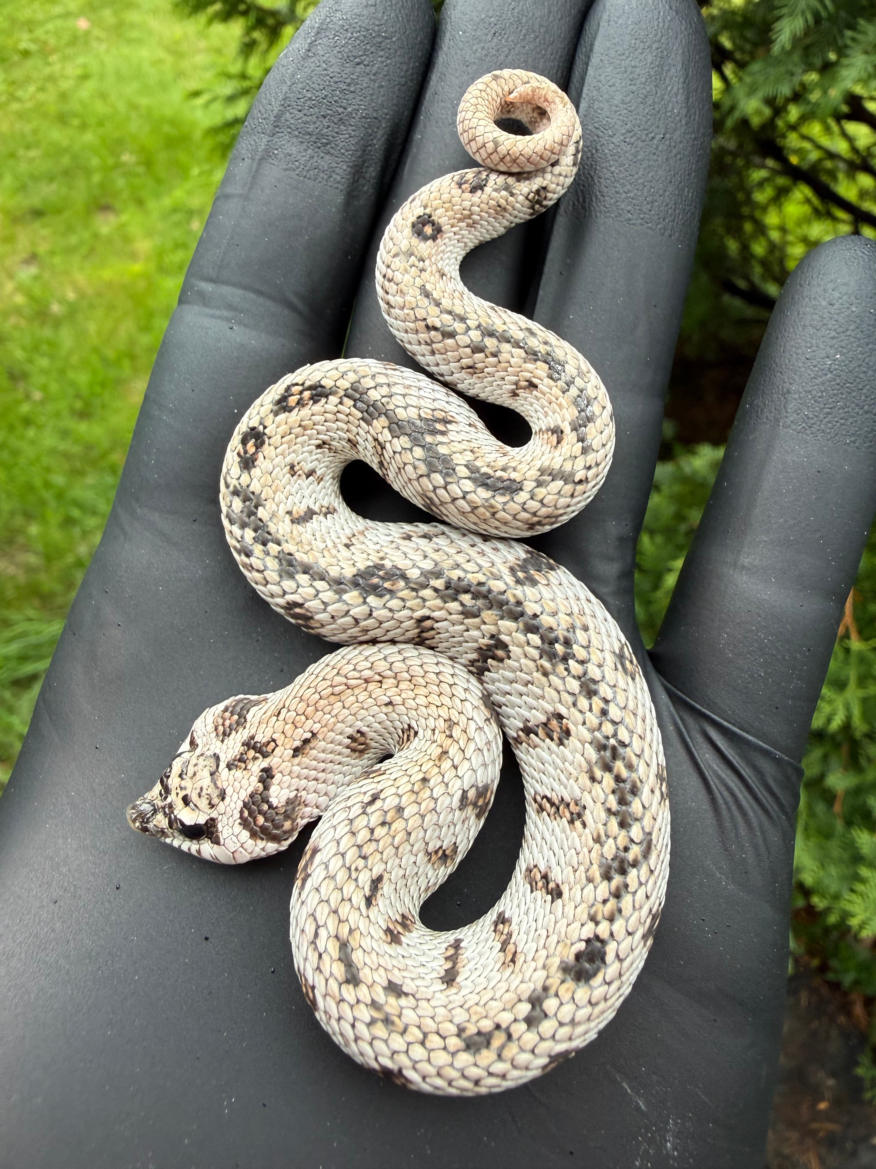 Superarctic Anaconda