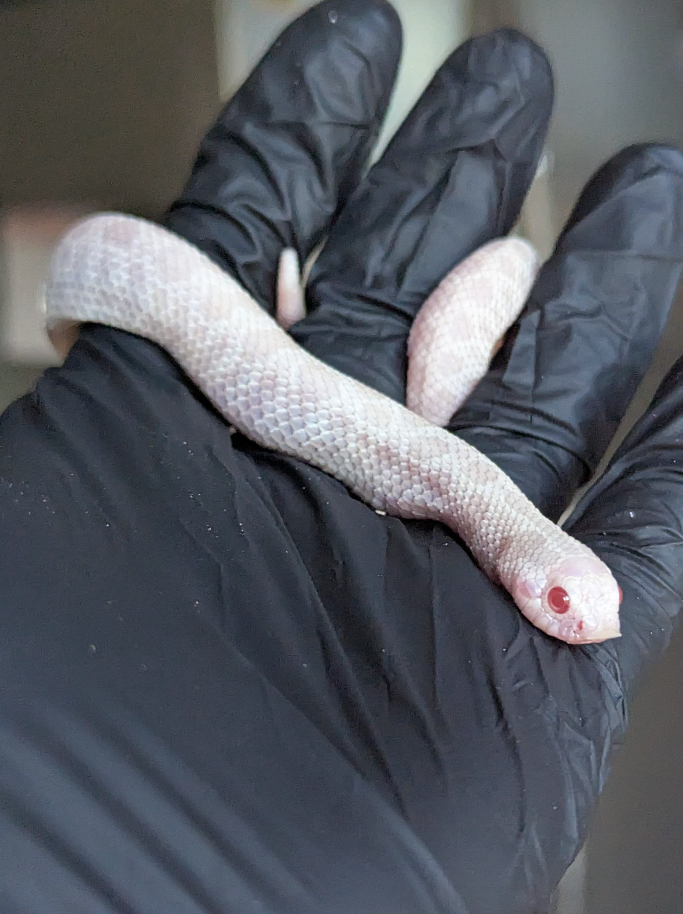 Crystal Diamond — Juvenile male Crystal Diamond