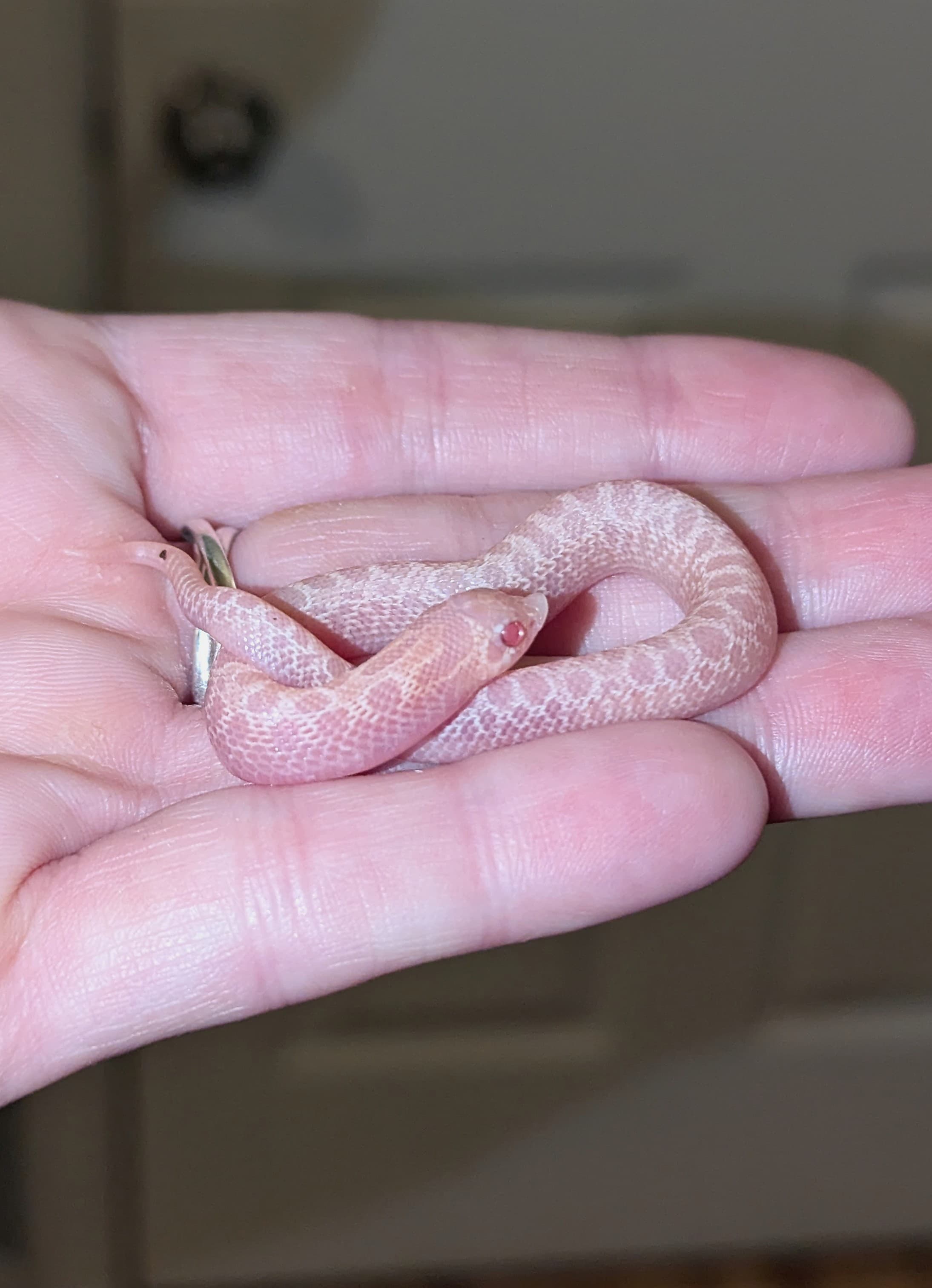 Crystal Diamond — Hatchling Crystal Diamond, aka Super Arctic Coral