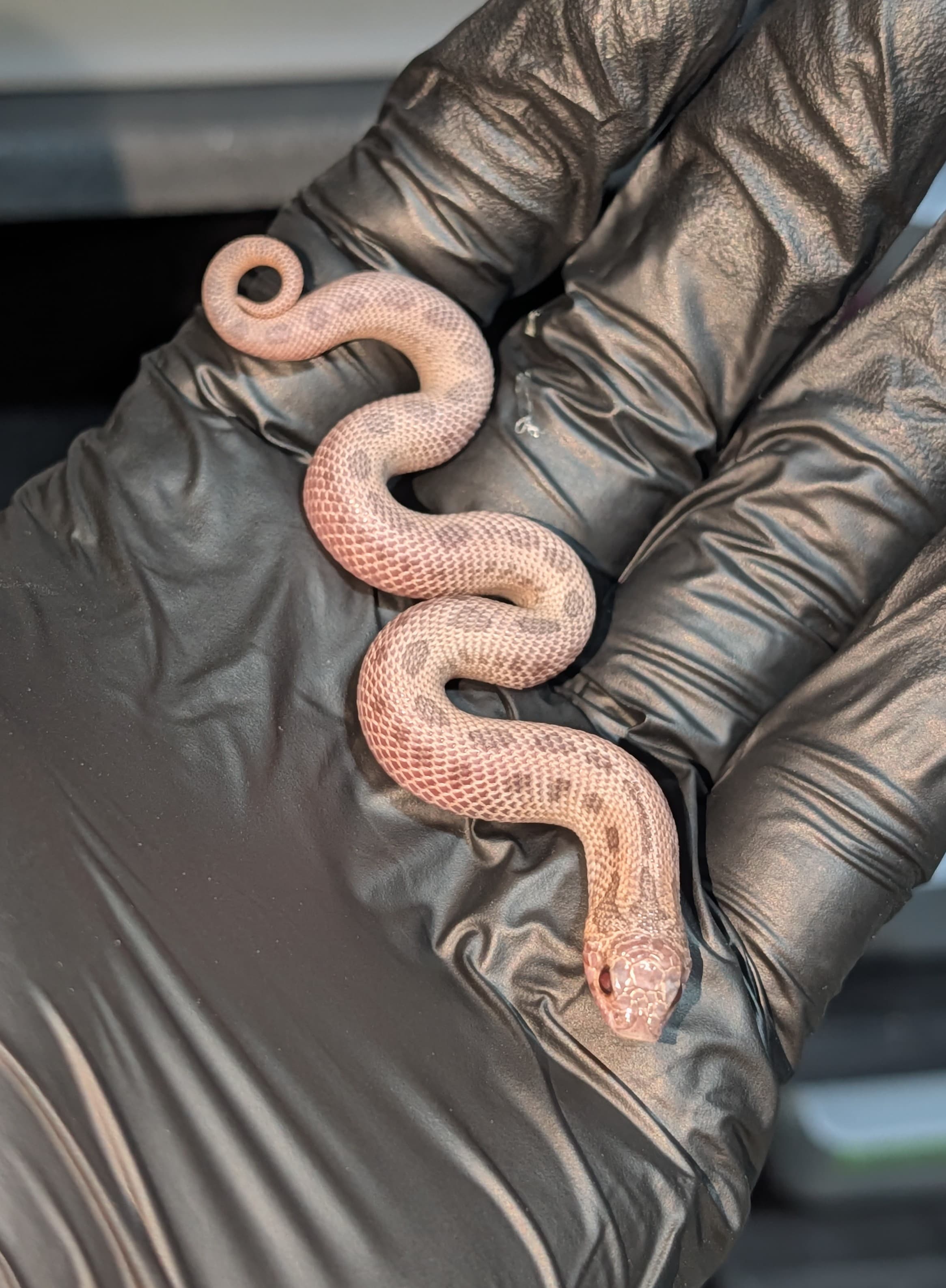 Mai Tai Superarctic Anaconda — Hatchling Super Arctic Mai Tai Conda