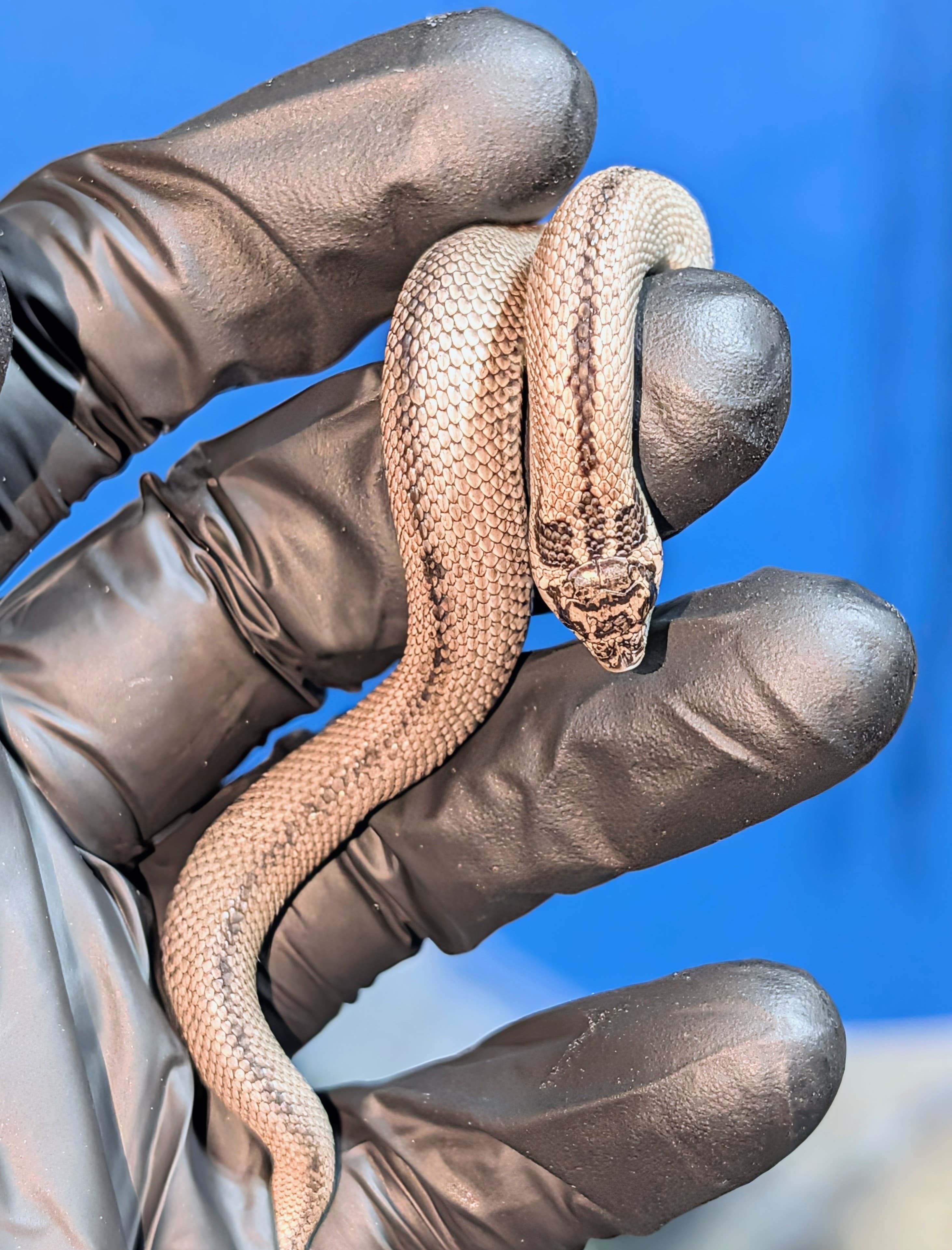 Superarctic Superconda — Hatchling Super Arctic Superconda