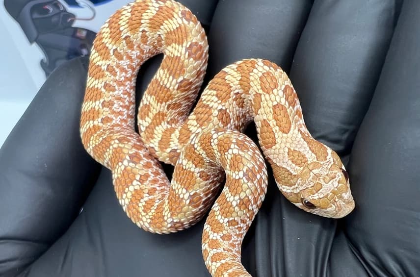 Toffee Belly