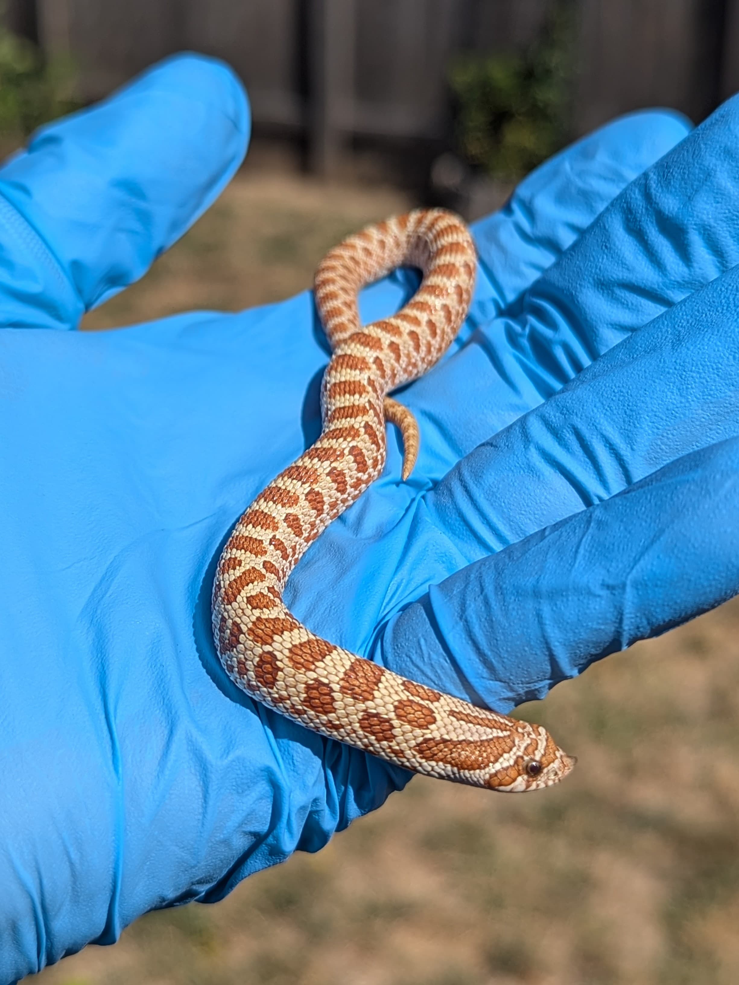 Toffee Belly — Toffee Belly