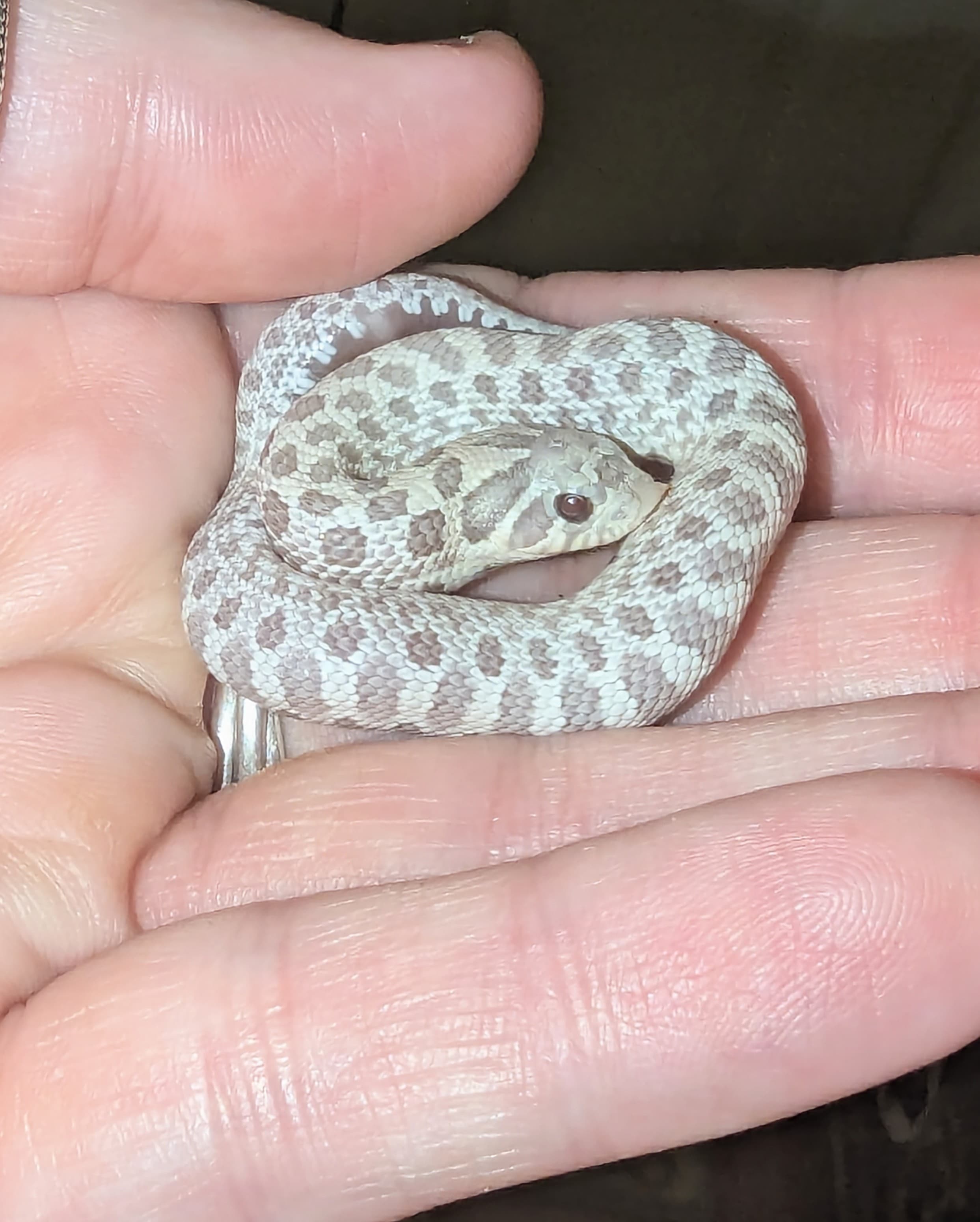 Toxic — Hatchling Toxic