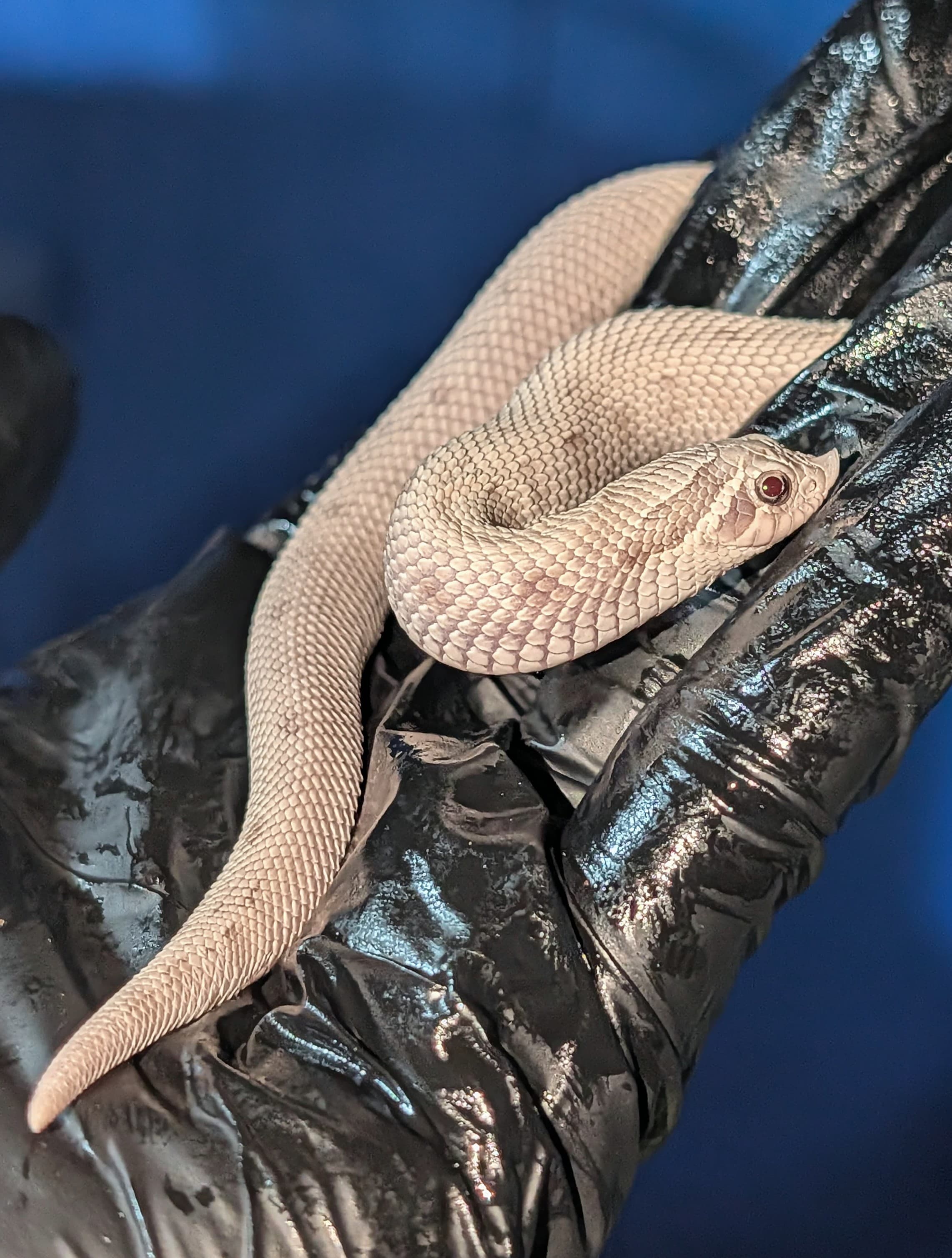 Thallium — Juvenile female Thallium