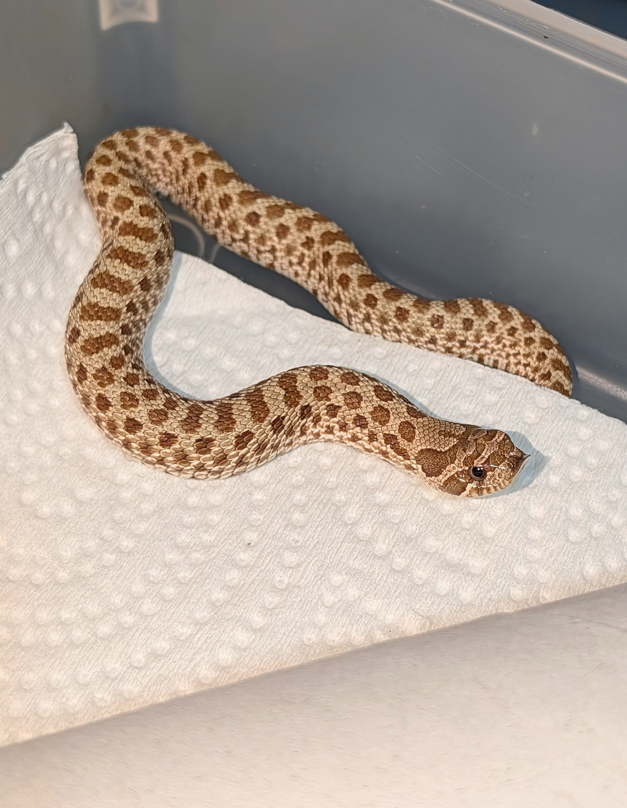 Wildtype — Baby wild type
