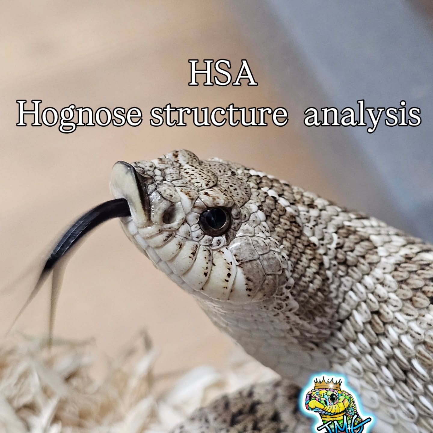 Hognose Structure Analysis