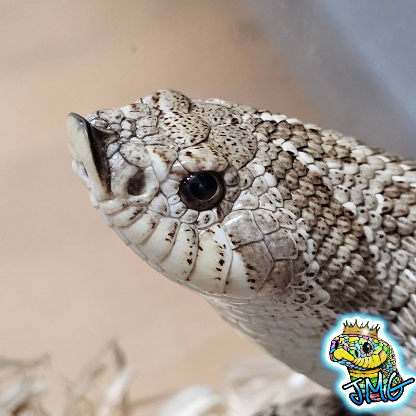 JMG Reptile